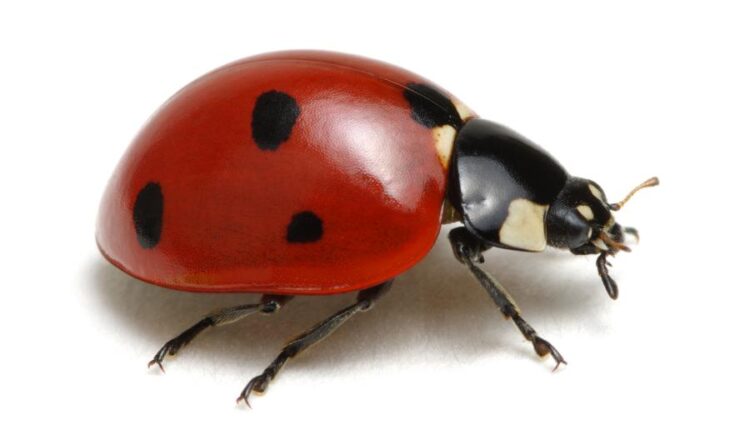 عکس استوک کفشدوزک   Ladybugs Isolated