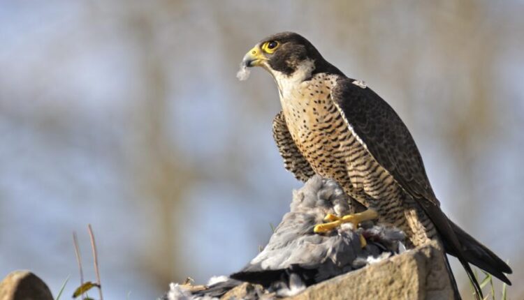 عکس استوک انواع پرنده ها   Birds in the wild