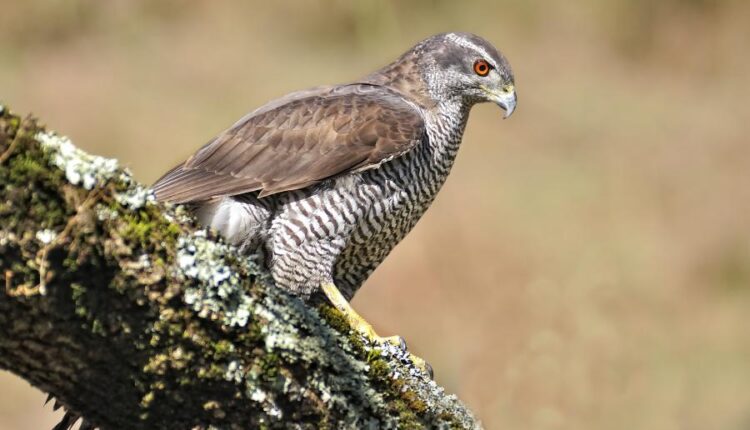 عکس استوک انواع پرنده ها   Birds in the wild