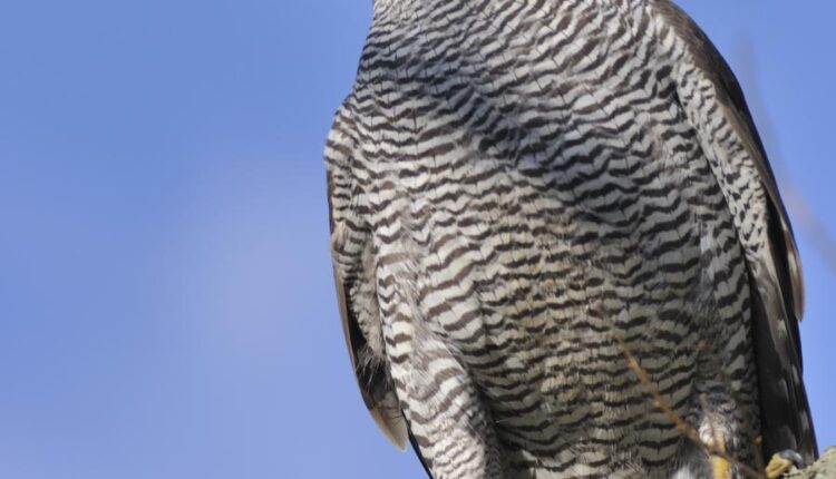 عکس استوک انواع پرنده ها   Birds in the wild