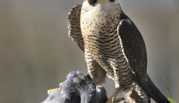 عکس استوک انواع پرنده ها   Birds in the wild