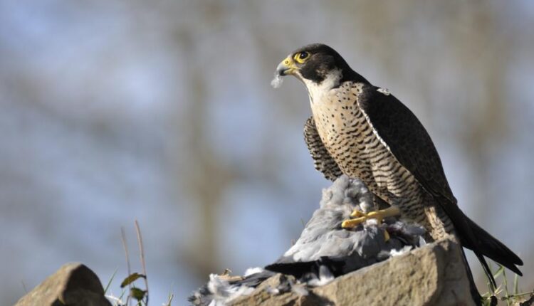 عکس استوک انواع پرنده ها   Birds in the wild