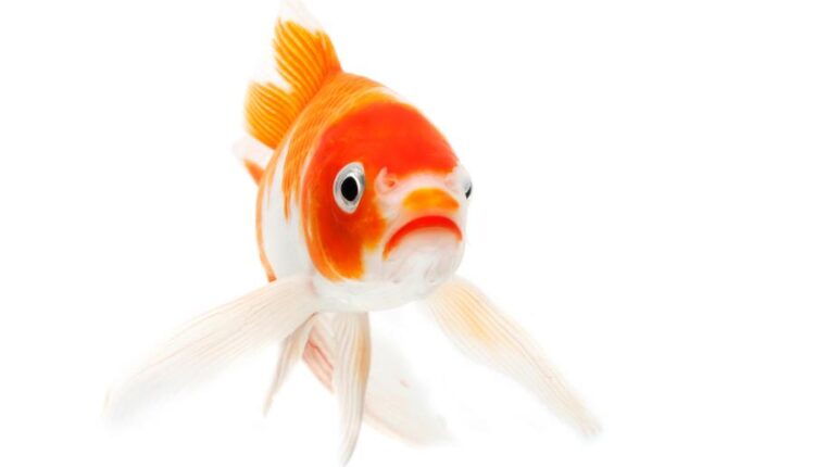 عکس استوک ماهی قرمز سری دوم   Koi Fish Isolated