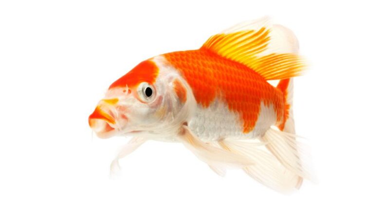 عکس استوک ماهی قرمز سری دوم   Koi Fish Isolated