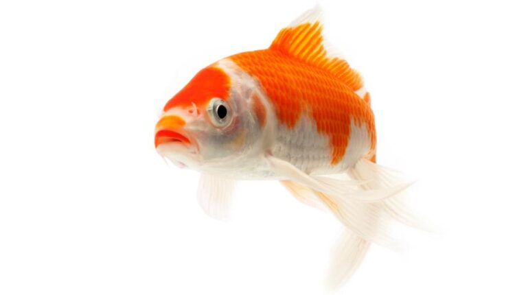 عکس استوک ماهی قرمز سری دوم   Koi Fish Isolated