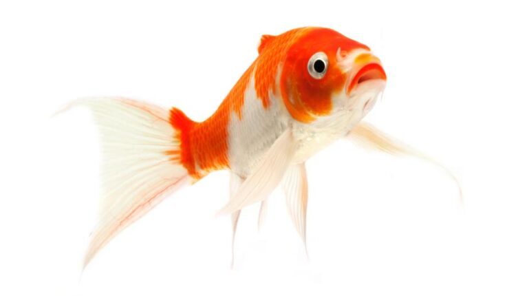 عکس استوک ماهی قرمز سری دوم   Koi Fish Isolated