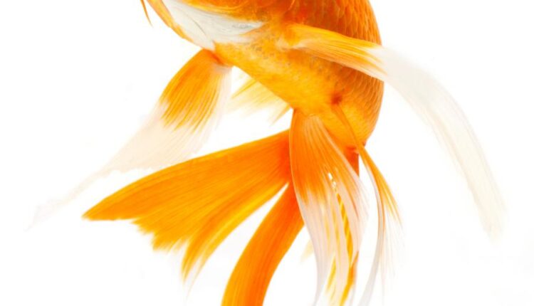 عکس استوک ماهی قرمز سری دوم   Koi Fish Isolated