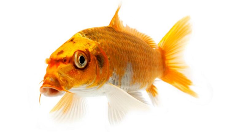 عکس استوک ماهی قرمز سری دوم   Koi Fish Isolated