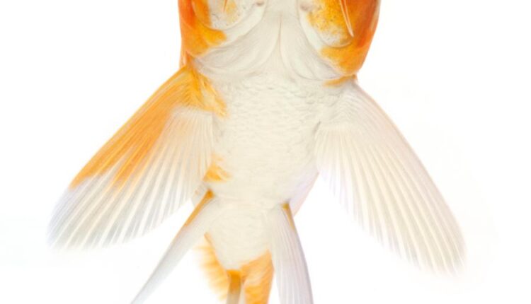 عکس استوک ماهی قرمز سری دوم   Koi Fish Isolated