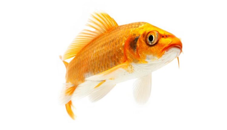عکس استوک ماهی قرمز سری دوم   Koi Fish Isolated