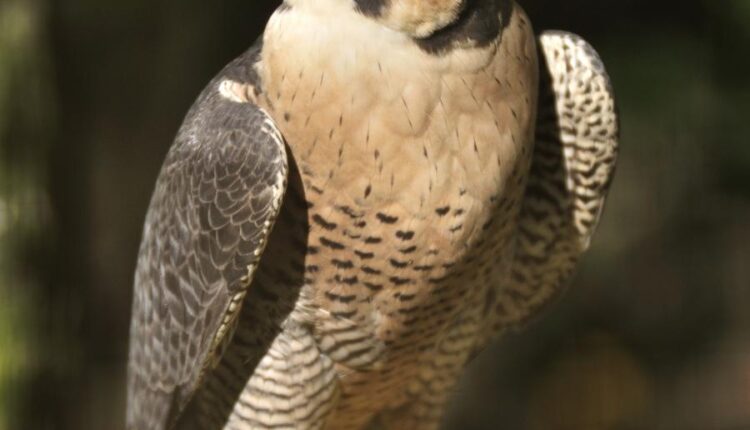 عکس استوک انواع پرنده ها   Birds in the wild