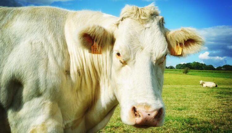 تصاویر استوک گاو در مزرعه   Agricultural collage with cows