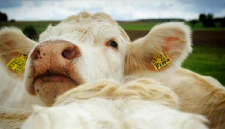 تصاویر استوک گاو در مزرعه   Agricultural collage with cows