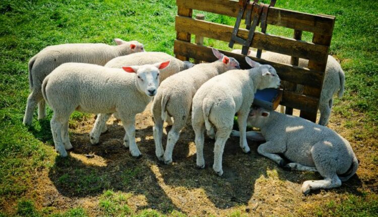 تصاویر استوک گاو در مزرعه   Agricultural collage with cows