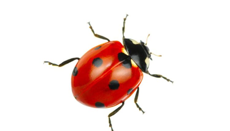 عکس استوک کفشدوزک   Ladybugs Isolated