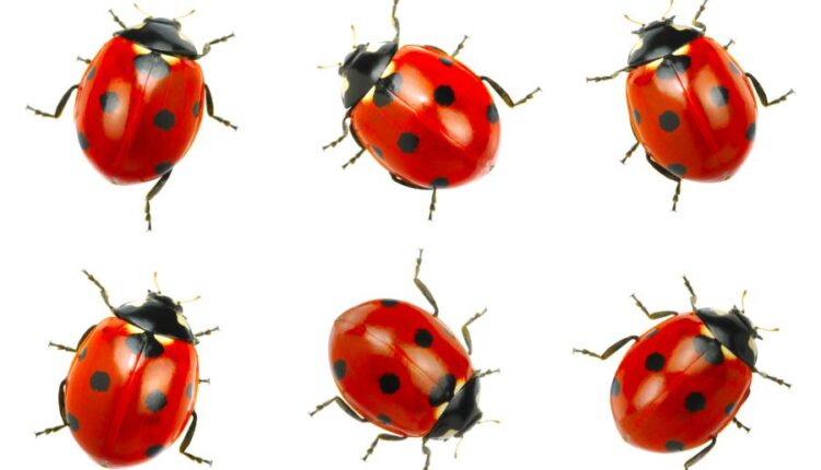 عکس استوک کفشدوزک   Ladybugs Isolated