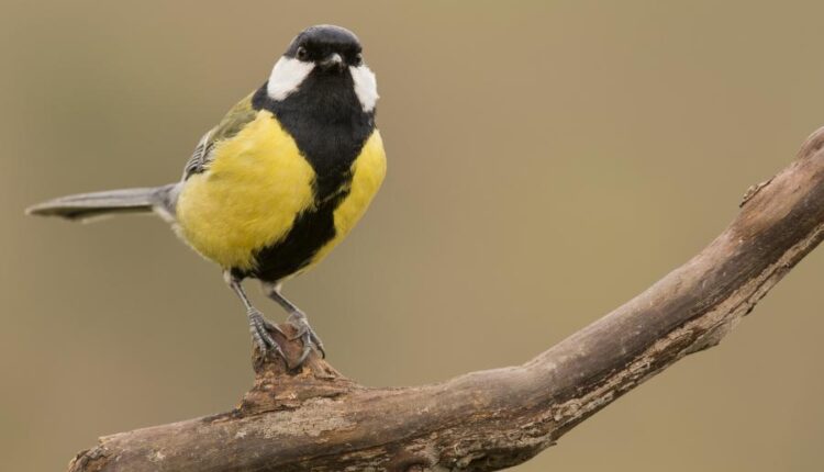 عکس استوک انواع پرنده ها   Birds in the wild