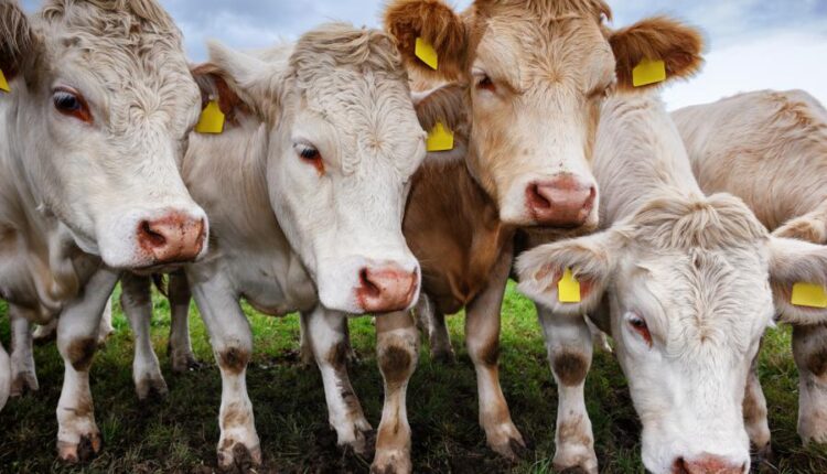 تصاویر استوک گاو در مزرعه   Agricultural collage with cows