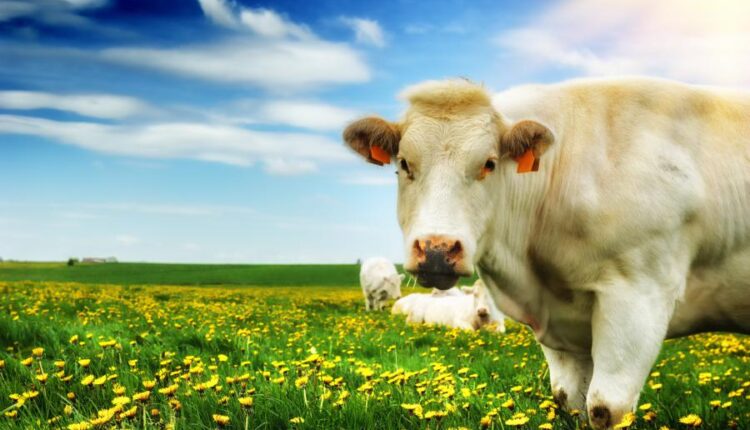 تصاویر استوک گاو در مزرعه   Agricultural collage with cows