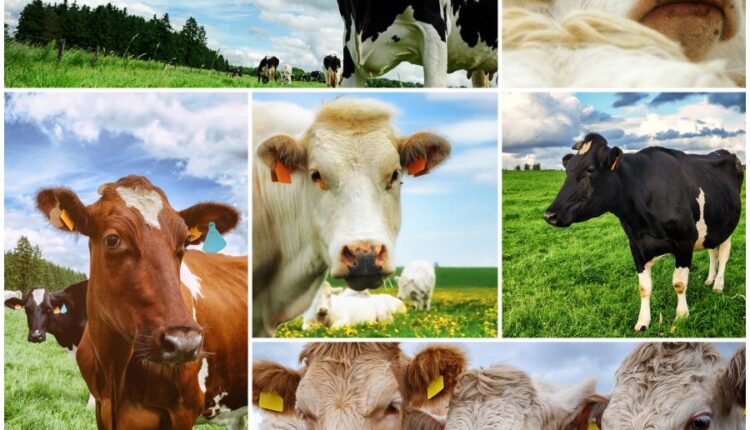 تصاویر استوک گاو در مزرعه   Agricultural collage with cows