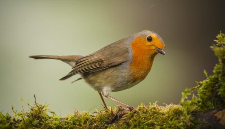 عکس استوک انواع پرنده ها   Birds in the wild