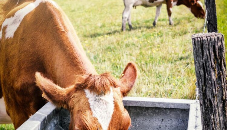 تصاویر استوک گاو در مزرعه   Agricultural collage with cows