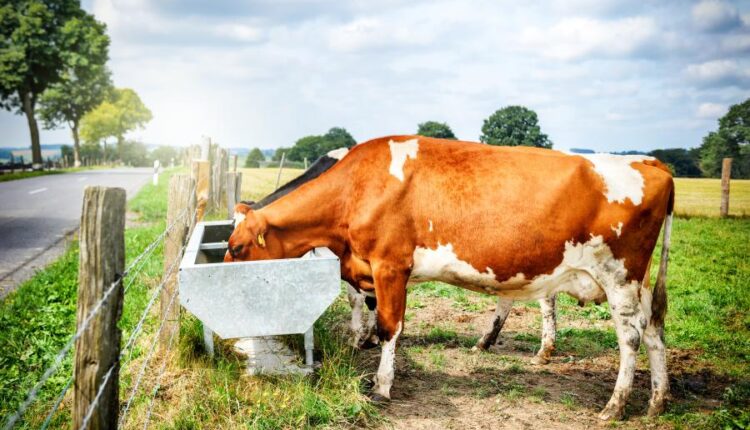 تصاویر استوک گاو در مزرعه   Agricultural collage with cows
