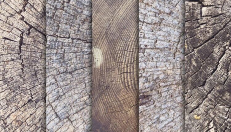 10 تکسچر با کیفیت تنه درخت   Tree Trunk Stump Textures