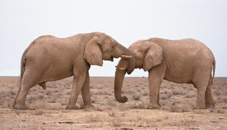 سری اول عکس استوک عاشقانه   Love conceptual illustration