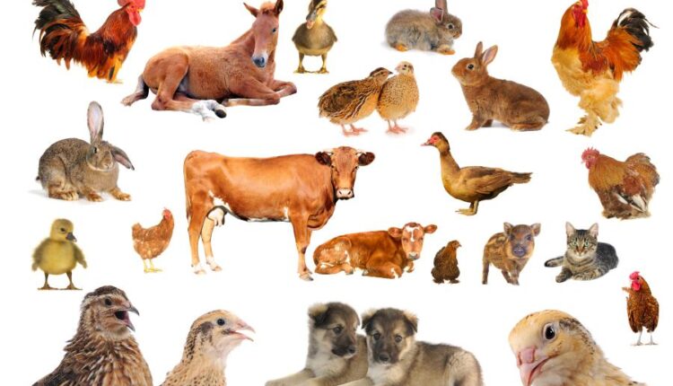 تصاویر استوک حیوانات مزرعه   Farm animals