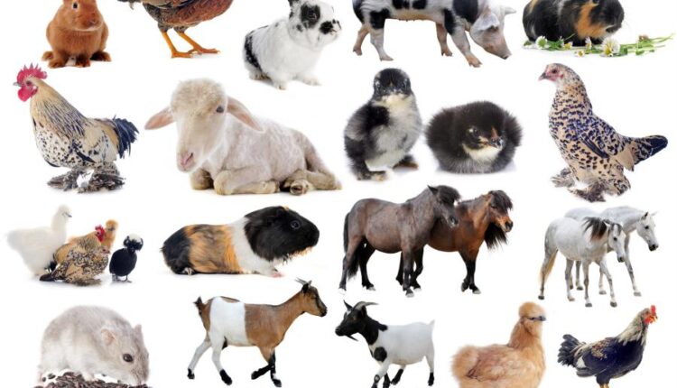 تصاویر استوک حیوانات مزرعه   Farm animals