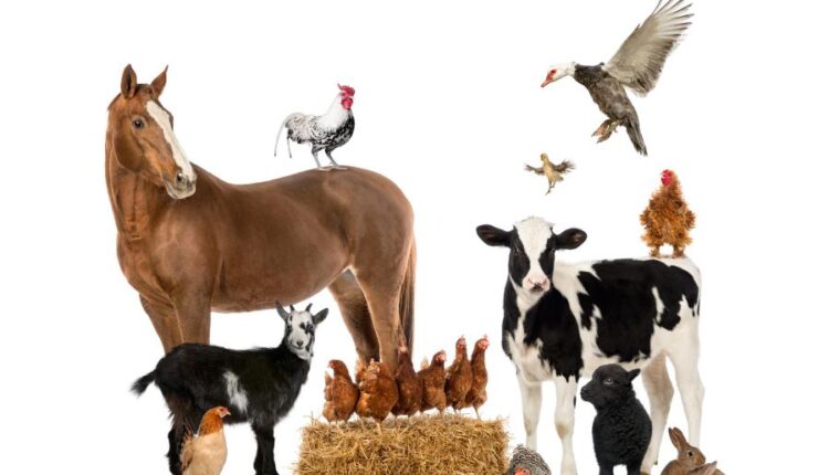 تصاویر استوک حیوانات مزرعه   Farm animals