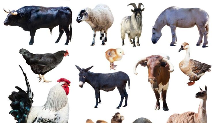 تصاویر استوک حیوانات مزرعه   Farm animals