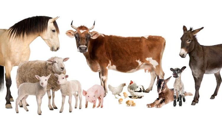 تصاویر استوک حیوانات مزرعه   Farm animals