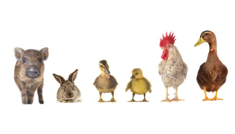 تصاویر استوک حیوانات مزرعه   Farm animals