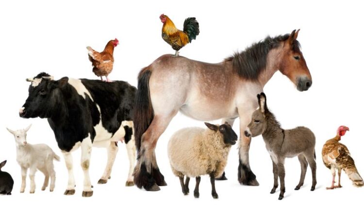 تصاویر استوک حیوانات مزرعه   Farm animals