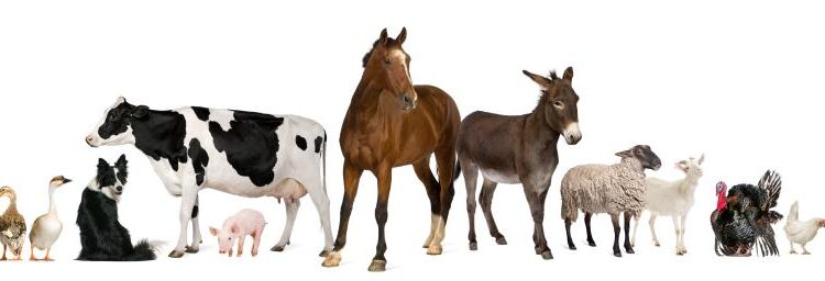 تصاویر استوک حیوانات مزرعه   Farm animals