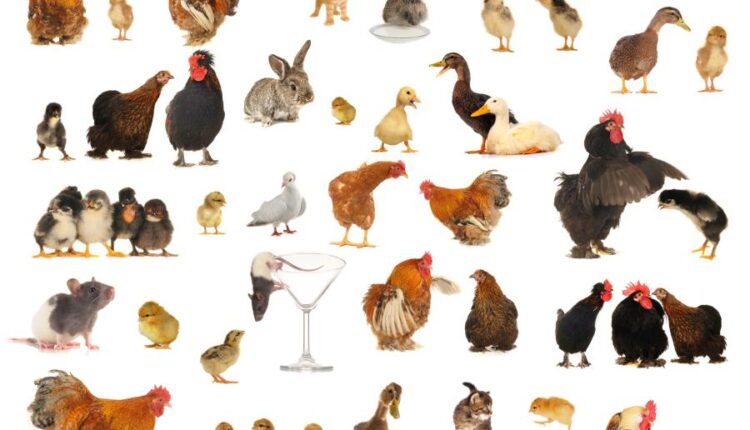 تصاویر استوک حیوانات مزرعه   Farm animals