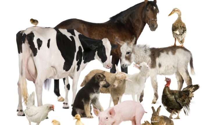 تصاویر استوک حیوانات مزرعه   Farm animals