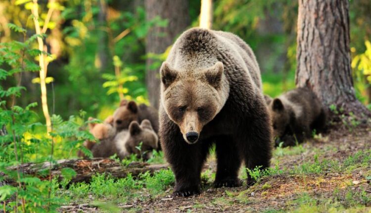 سری چهلم والپیپر های با کیفیت Wallpaper   Ultra HD