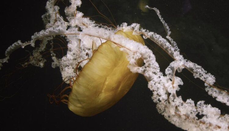 سری چهلم والپیپر های با کیفیت Wallpaper   Ultra HD