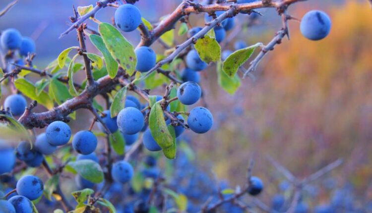 سری چهل و سوم عکس زمینه های با کیفیت Ultra HD