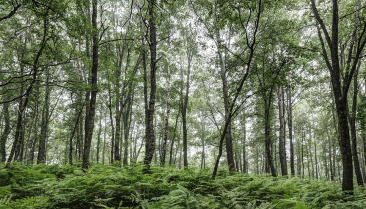 سری چهل و سوم عکس زمینه های با کیفیت Ultra HD