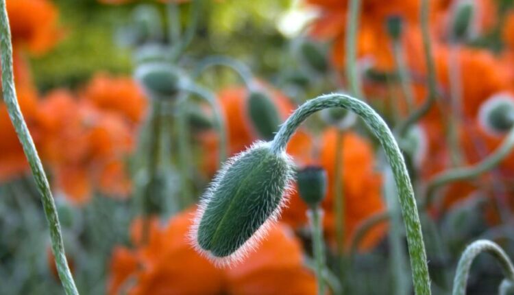 سری پنجاه و هفتم تصویر زمینه های باکیفیت Ultra HD