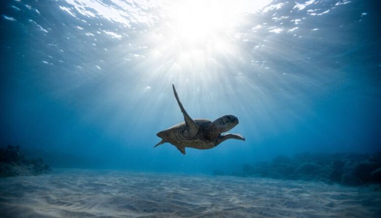 سری پنجاه و دوم بک گراند های باکیفیت Ultra HD