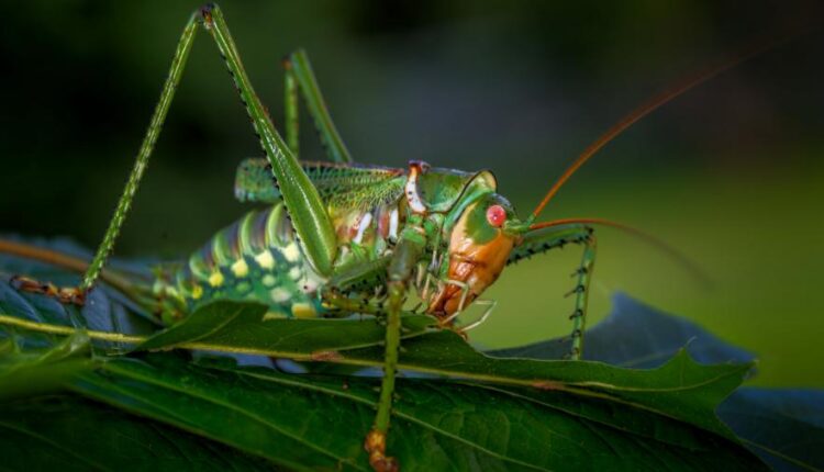 سری پنجاه و دوم بک گراند های باکیفیت Ultra HD