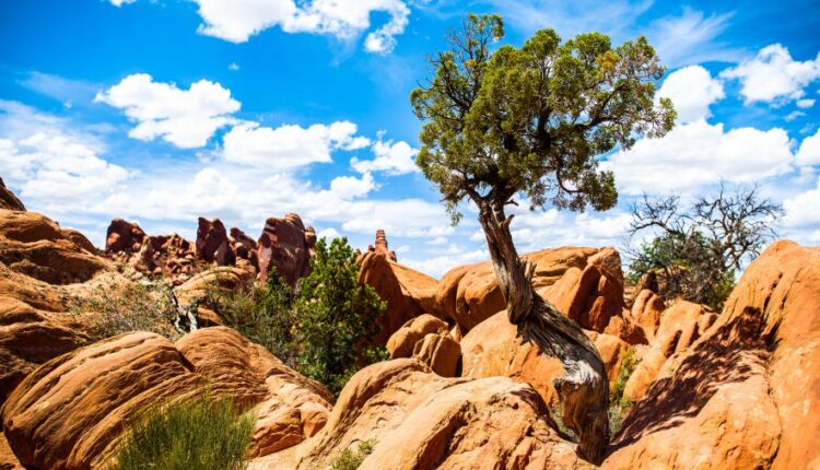 سری پنجاه و دوم بک گراند های باکیفیت Ultra HD