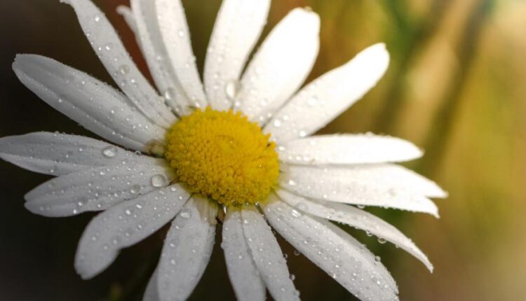 سری چهل و هشتم بک گراند های با کیفیت Ultra HD