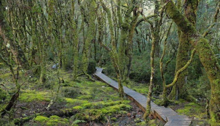 سری چهل و پنجم والپیپر های طبیعت   Nature Wallpapers