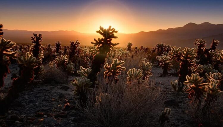 سری چهل و پنجم والپیپر های طبیعت   Nature Wallpapers